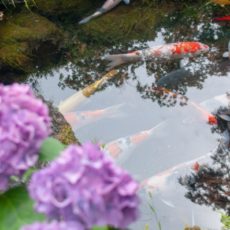 紫陽花と鯉